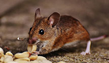 24 Hour & Emergency Exterminators in Jb Pearl Harbor Hickam, HI